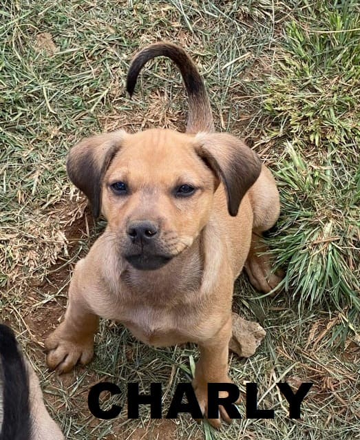 Charly – 2 mois – Croisé Malinois