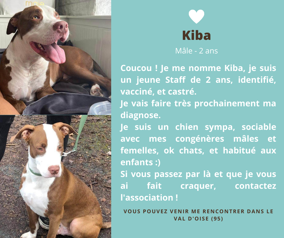 post adoption kiba