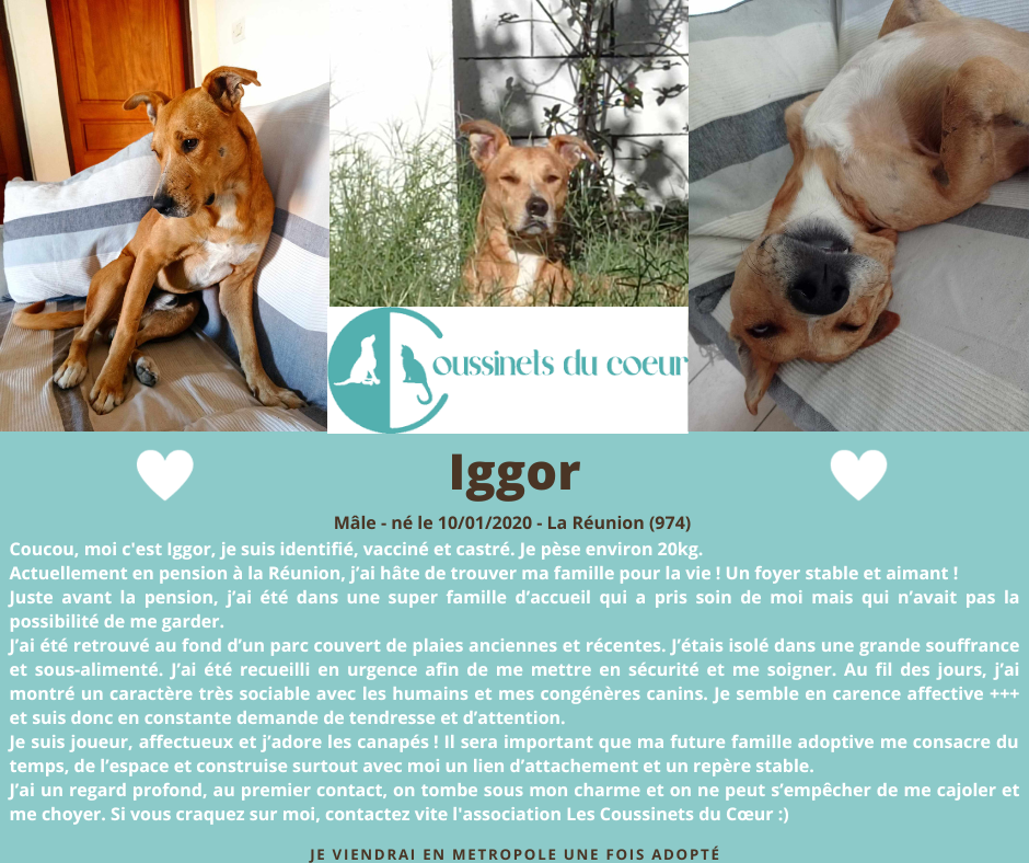 post adoption iggor 1