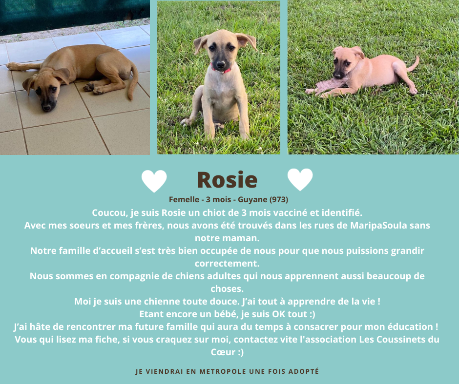 post adoption rosie 2